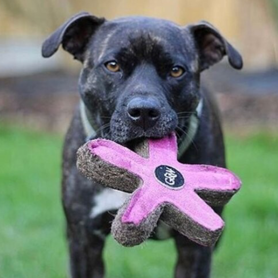 Eco Dog Toys Stanley the Starfish