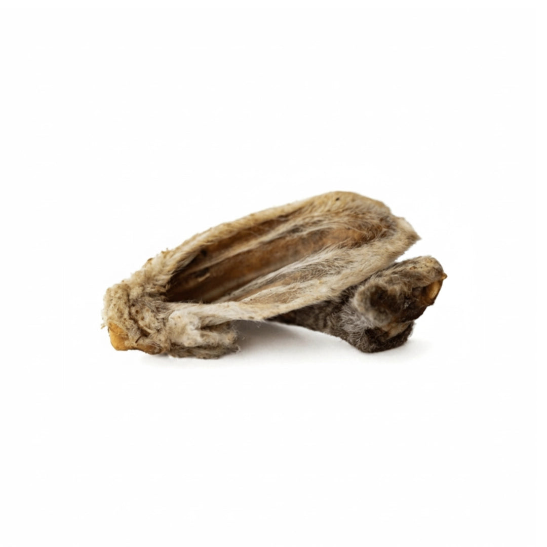 Oreja de Cordero con Pelo