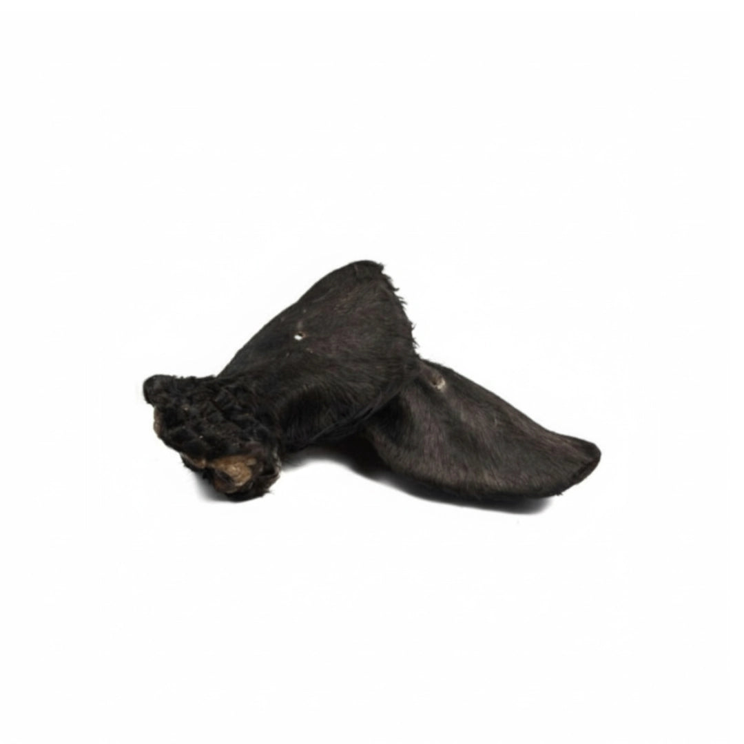 Oreja de Vacuno con Pelo