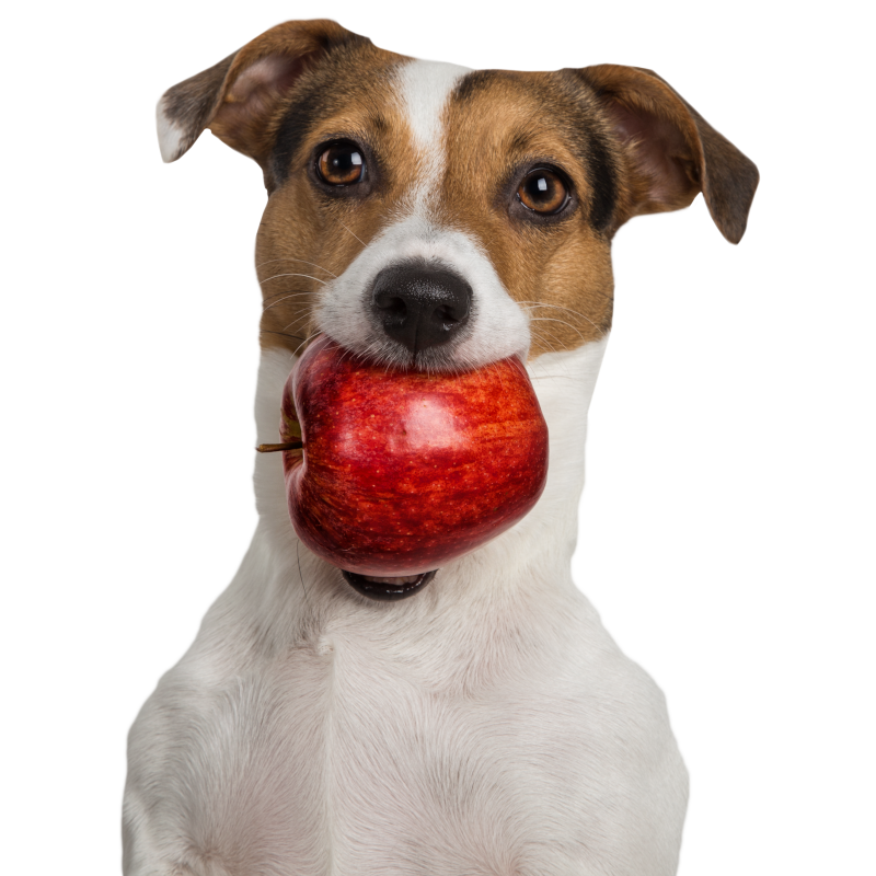 Tippy Taps Manzana Roja Deshidratada