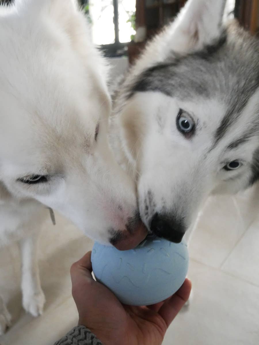 Juguete de ocupación para perro - Yoomy Donut - Azul