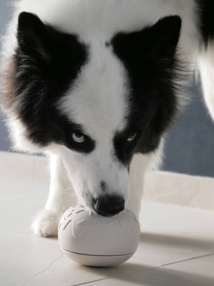 Juguete de ocupación para perro - Yoomy Donut - Arena